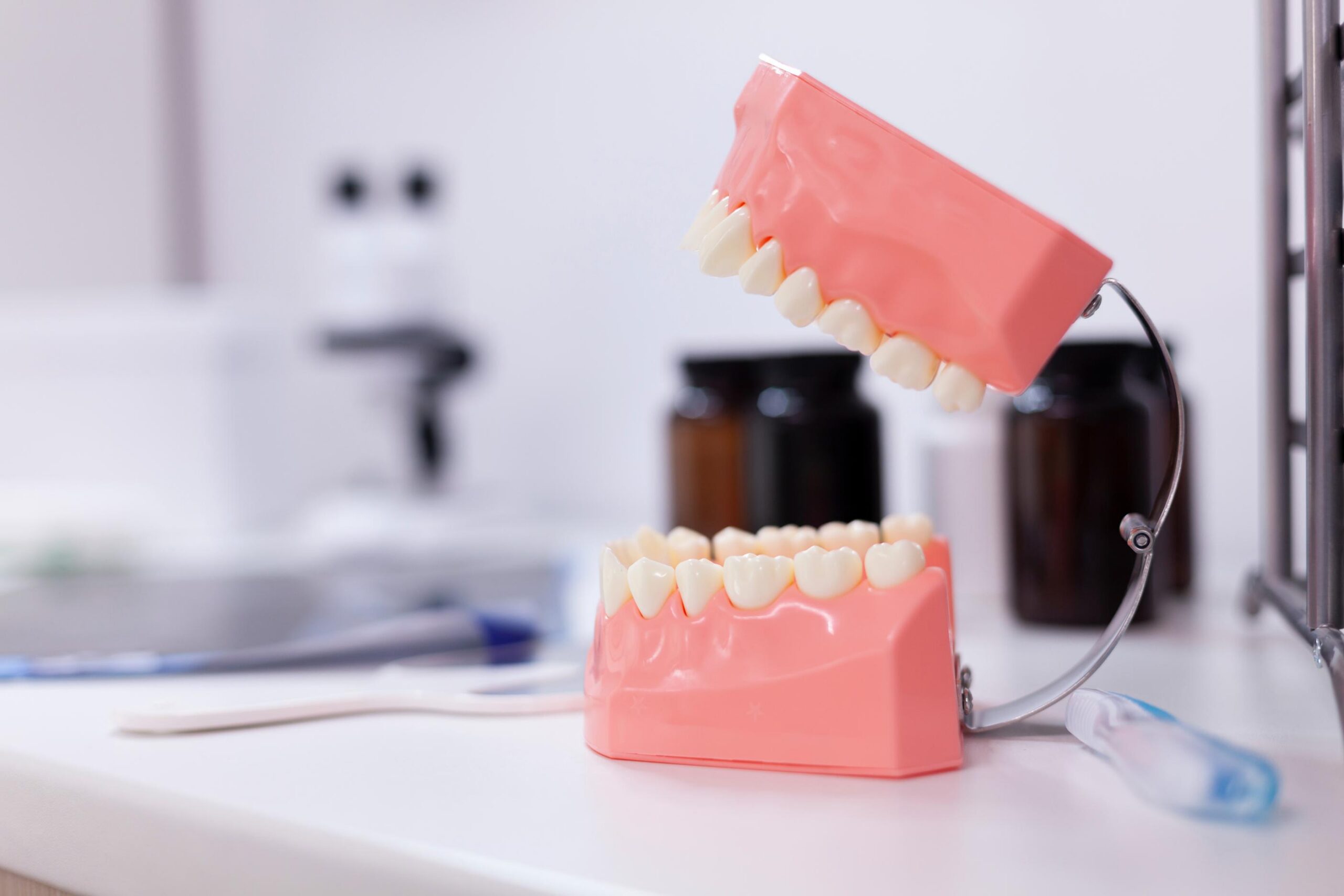 Dental jaw model displaying teeth and gums, used to demonstrate dental anatomy and restorative treatment